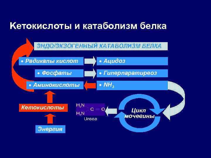 Keтокислоты и катаболизм белка ЭНДО/ЭКЗОГЕННЫЙ КАТАБОЛИЗМ БЕЛКА · Радикалы кислот · Фосфаты · Аминокислоты