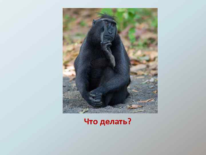 Что делать? 
