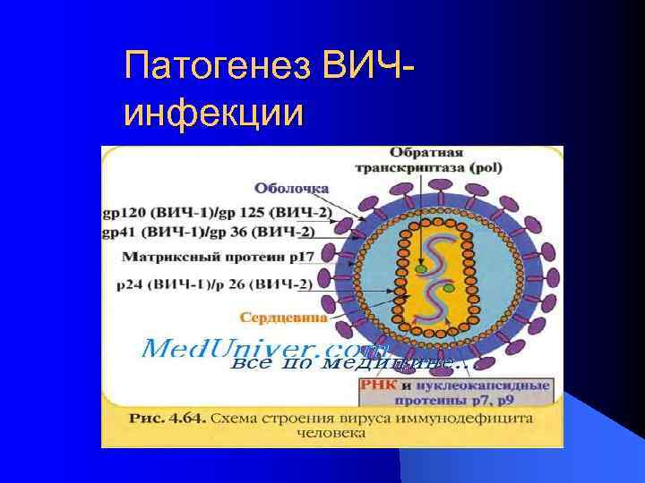 Патогенез ВИЧинфекции 