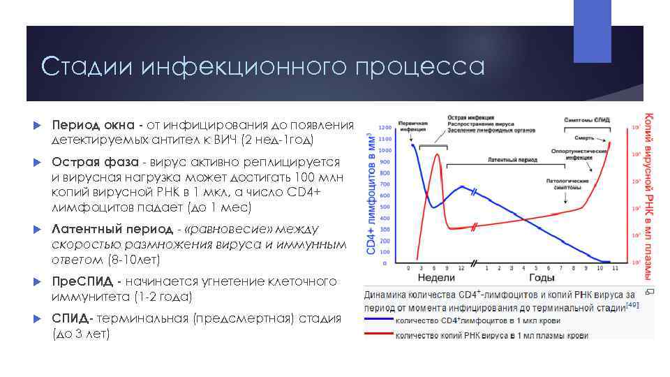 Стадии инфекционного процесса Период окна - от инфицирования до появления детектируемых антител к ВИЧ