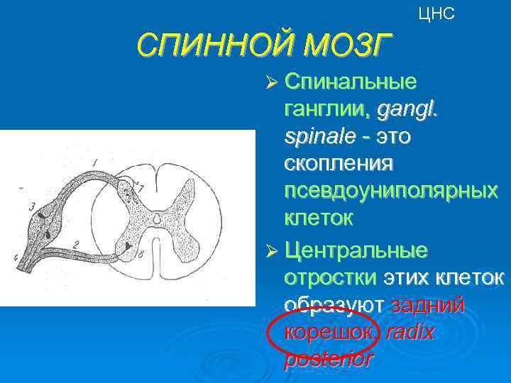 ЦНС СПИННОЙ МОЗГ Ø Спинальные ганглии, gangl. spinale - это скопления псевдоуниполярных клеток Ø