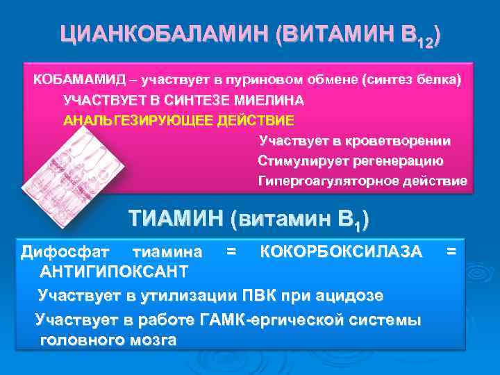 ЦИАНКОБАЛАМИН (ВИТАМИН В 12) КОБАМАМИД – участвует в пуриновом обмене (синтез белка) УЧАСТВУЕТ В