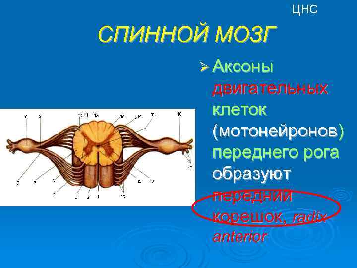 ЦНС СПИННОЙ МОЗГ Ø Аксоны двигательных клеток (мотонейронов) переднего рога образуют передний корешок, radix