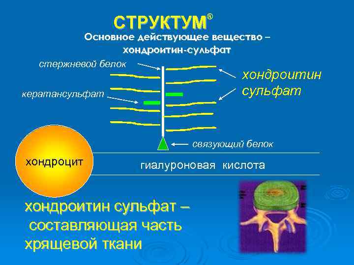 ® СТРУКТУМ Основное действующее вещество – хондроитин-сульфат стержневой белок хондроитин сульфат кератансульфат связующий белок