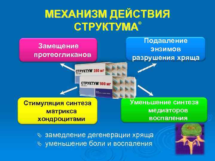 МЕХАНИЗМ ДЕЙСТВИЯ СТРУКТУМА ® Замещение протеогликанов Стимуляция синтеза матрикса хондроцитами Подавление энзимов разрушения хряща