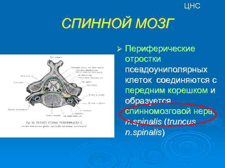 ЦНС СПИННОЙ МОЗГ Ø Периферические отростки псевдоуниполярных клеток соединяются с передним корешком и образуется