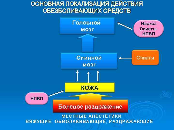 ОСНОВНАЯ ЛОКАЛИЗАЦИЯ ДЕЙСТВИЯ ОБЕЗБОЛИВАЮЩИХ СРЕДСТВ Головной мозг Спинной мозг Наркоз Опиаты НПВП Опиаты КОЖА