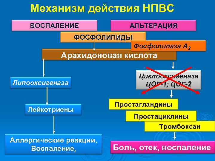  Механизм действия НПВС ВОСПАЛЕНИЕ АЛЬТЕРАЦИЯ ФОСФОЛИПИДЫ Фосфолипаза А 2 Арахидоновая кислота Липооксигеназа Лейкотриены