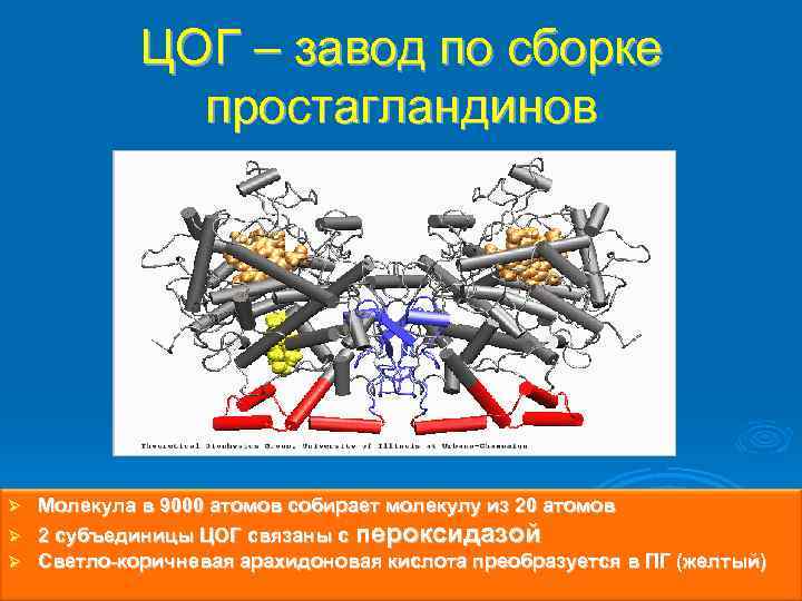 ЦОГ – завод по сборке простагландинов Молекула в 9000 атомов собирает молекулу из 20