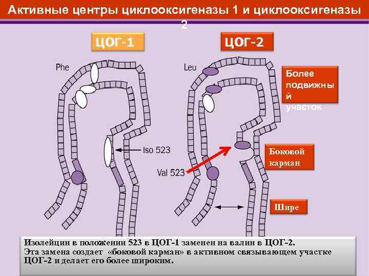 Активные центры циклооксигеназы 1 и циклооксигеназы 2 ЦОГ-1 ЦОГ-2 Более подвижны й участок Боковой