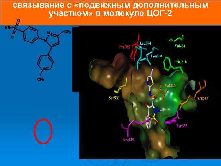 связывание с «подвижным дополнительным участком» в молекуле ЦОГ-2 