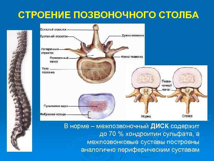 СТРОЕНИЕ ПОЗВОНОЧНОГО СТОЛБА В норме – межпозвоночный ДИСК содержит до 70 % хондроитин сульфата,