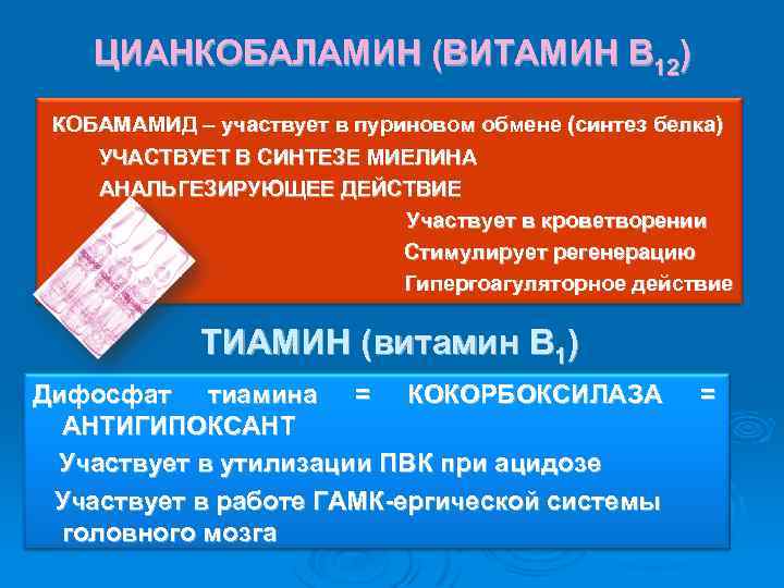 ЦИАНКОБАЛАМИН (ВИТАМИН В 12) КОБАМАМИД – участвует в пуриновом обмене (синтез белка) УЧАСТВУЕТ В