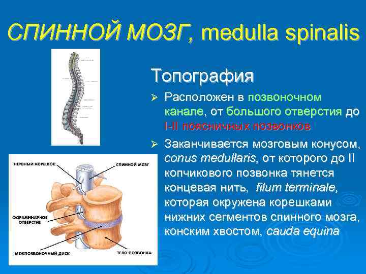 СПИННОЙ МОЗГ, medulla spinalis Топография Расположен в позвоночном канале, от большого отверстия до I-II