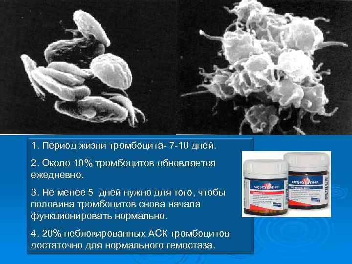 1. Период жизни тромбоцита- 7 -10 дней. 2. Около 10% тромбоцитов обновляется ежедневно. 3.