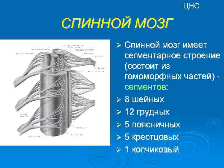 ЦНС СПИННОЙ МОЗГ Спинной мозг имеет сегментарное строение (состоит из гомоморфных частей) - сегментов: