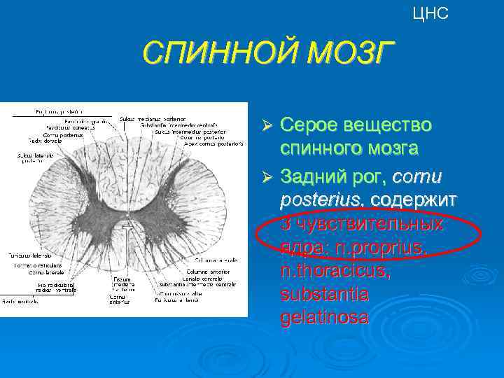 ЦНС СПИННОЙ МОЗГ Серое вещество спинного мозга Ø Задний рог, cornu posterius, содержит 3