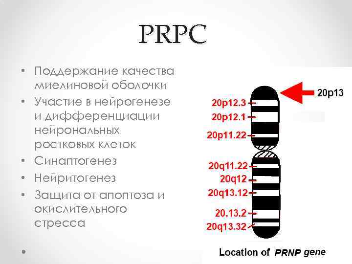 PRPC • Поддержание качества миелиновой оболочки • Участие в нейрогенезе и дифференциации нейрональных ростковых
