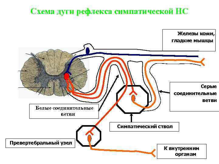 Схема дуги рефлекса симпатической НС Железы кожи, гладкие мышцы Серые соединительные ветви Белые соединительные