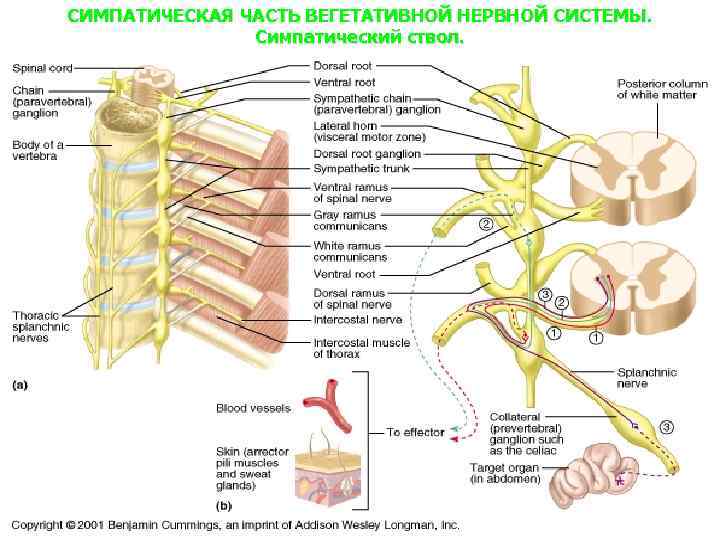 СИМПАТИЧЕСКАЯ ЧАСТЬ ВЕГЕТАТИВНОЙ НЕРВНОЙ СИСТЕМЫ. Симпатический ствол. 