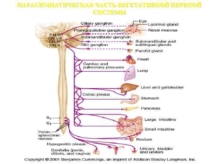 ПАРАСИМПАТИЧЕСКАЯ ЧАСТЬ ВЕГЕТАТИВНОЙ НЕРВНОЙ СИСТЕМЫ 