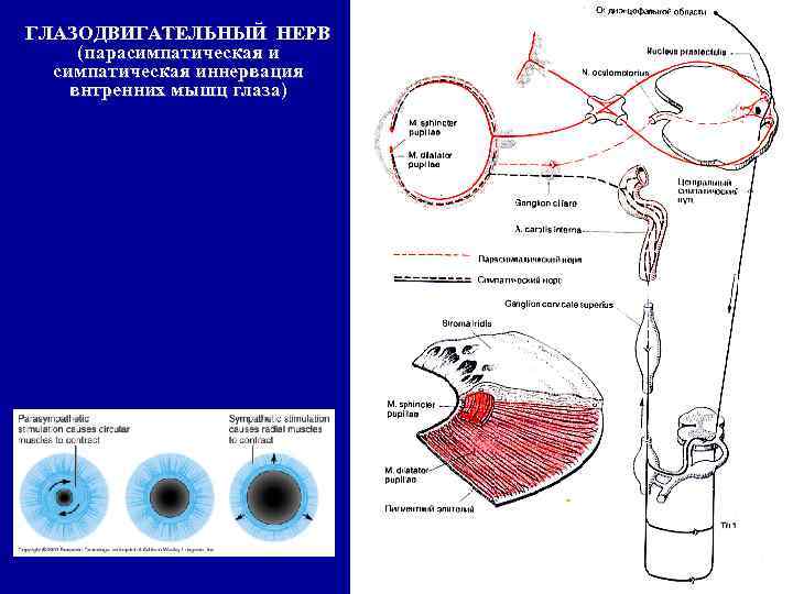 ГЛАЗОДВИГАТЕЛЬНЫЙ НЕРВ (парасимпатическая иннервация внтренних мышц глаза) 