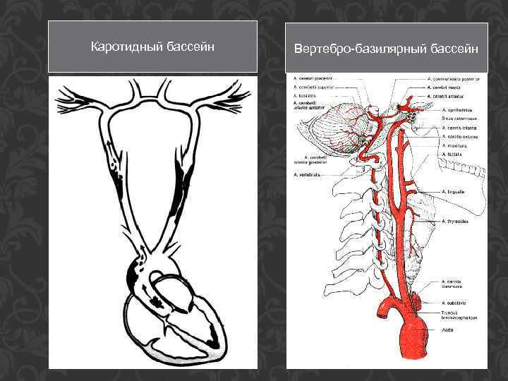 Каротидный бассейн Вертебро-базилярный бассейн 