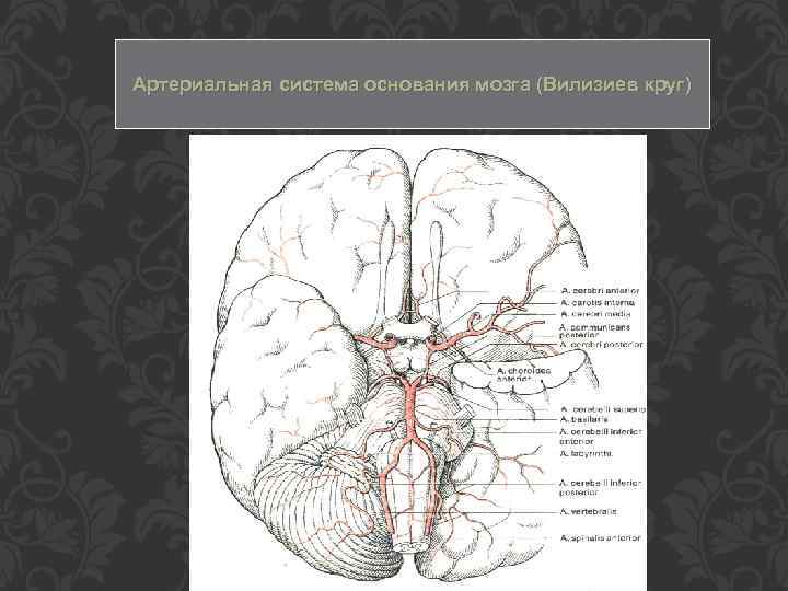 Артериальная система основания мозга (Вилизиев круг) 