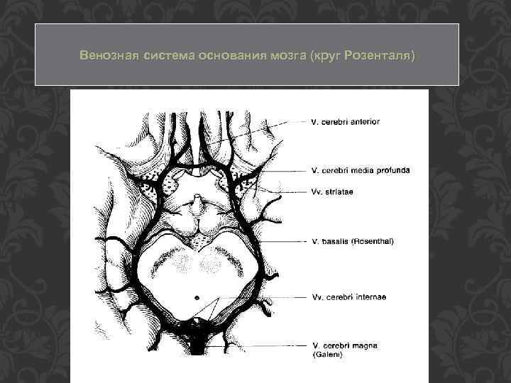 Венозная система основания мозга (круг Розенталя) 