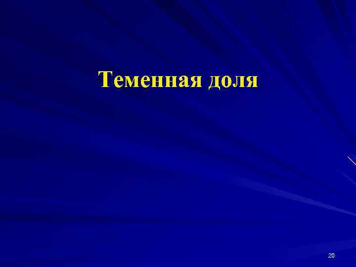 Теменная доля 20 