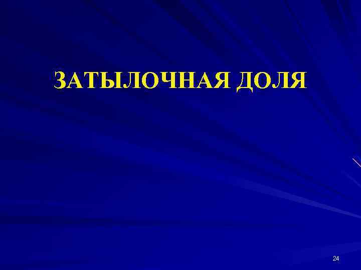 ЗАТЫЛОЧНАЯ ДОЛЯ 24 