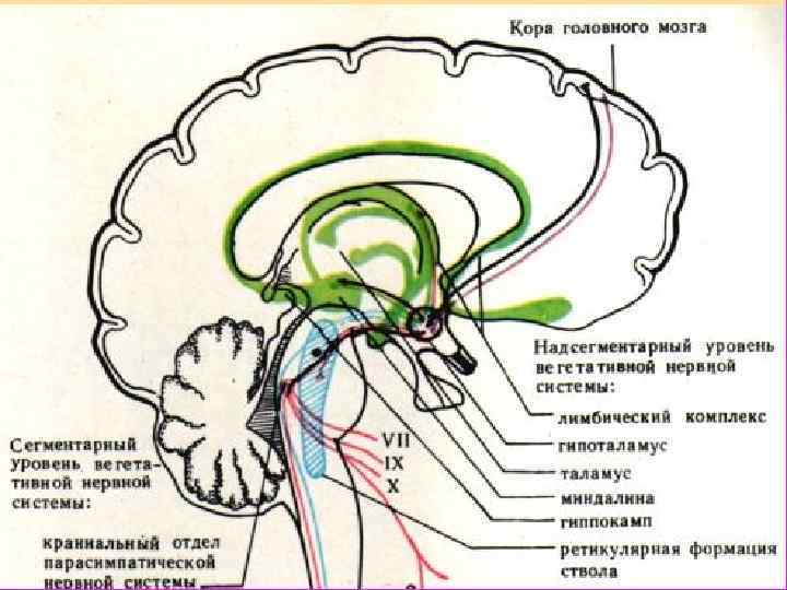 Регуляция головного мозга