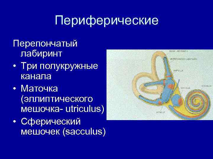 Периферические Перепончатый лабиринт • Три полукружные канала • Маточка (эллиптического мешочка- utriculus) • Сферический