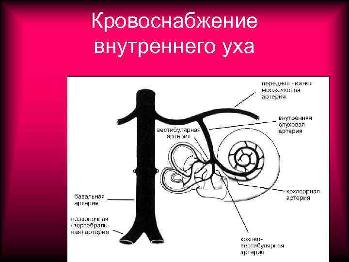 Кровоснабжение внутреннего уха 
