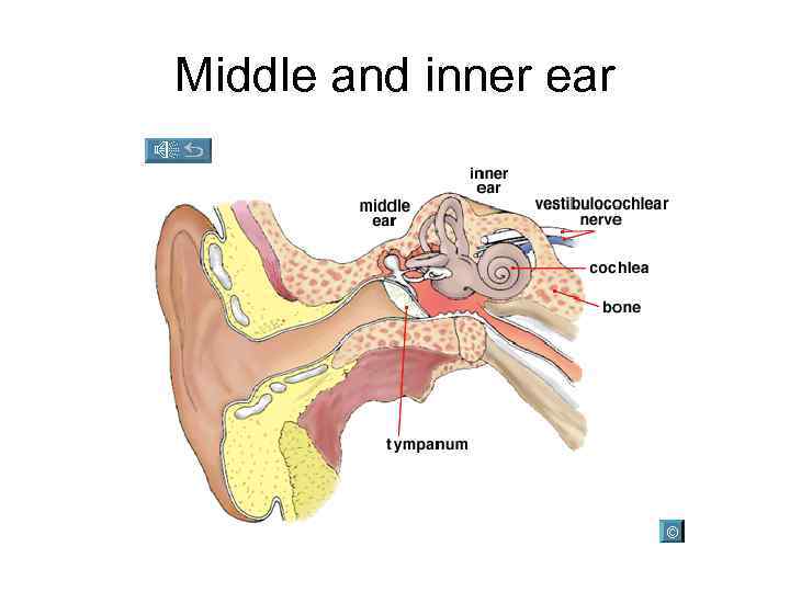 Middle and inner ear 