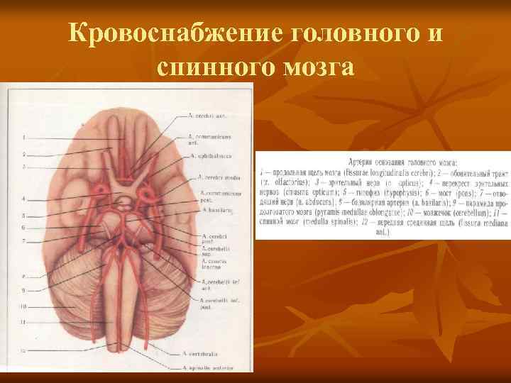 Кровоснабжение головного и спинного мозга 