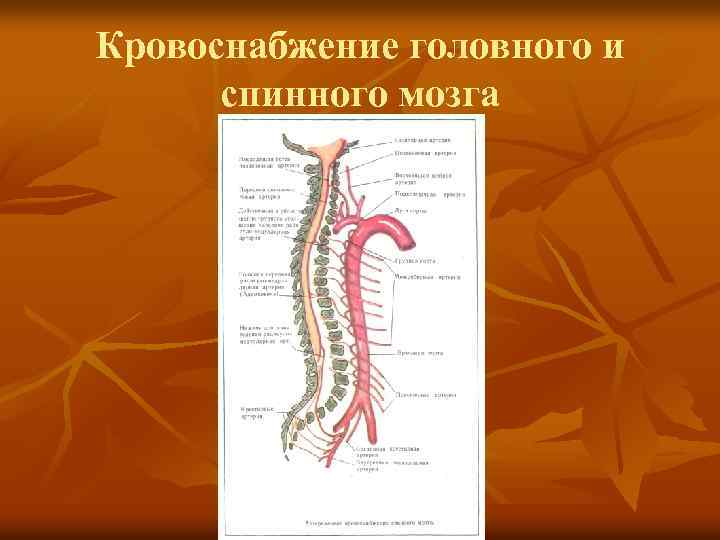 Кровоснабжение головного и спинного мозга 