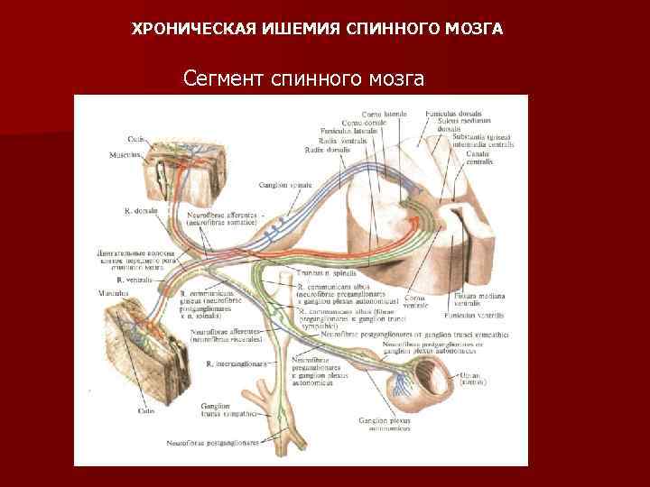 ХРОНИЧЕСКАЯ ИШЕМИЯ СПИННОГО МОЗГА Сегмент спинного мозга 