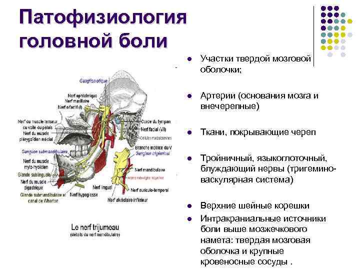 Патофизиология головной боли l Участки твердой мозговой оболочки; l Артерии (основания мозга и внечерепные)