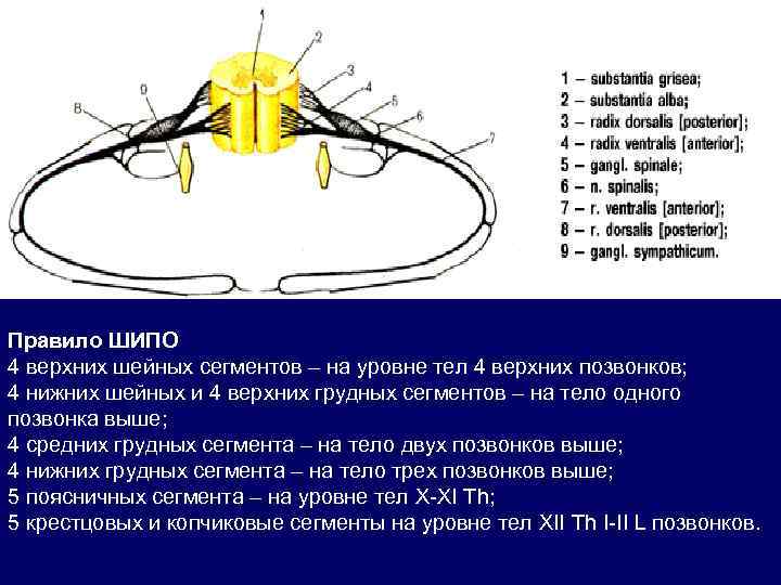 Правило ШИПО 4 верхних шейных сегментов – на уровне тел 4 верхних позвонков; 4