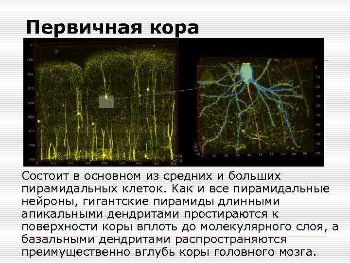 Первичная кора Состоит в основном из средних и больших пирамидальных клеток. Как и все