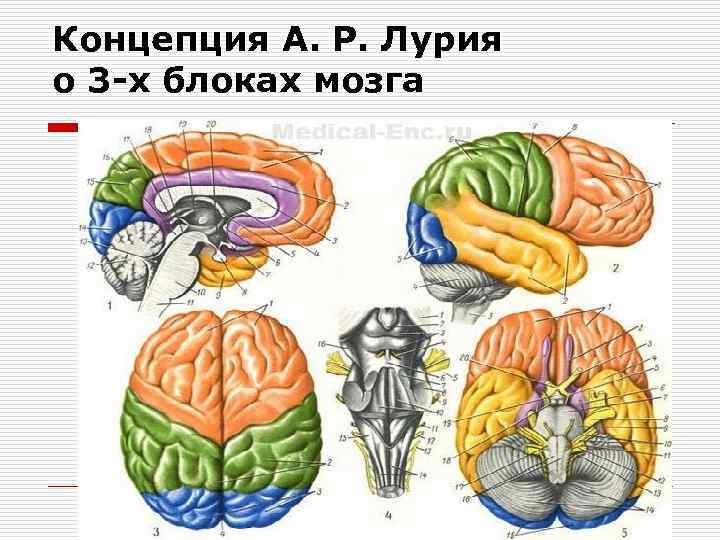 Концепция А. Р. Лурия о 3 -х блоках мозга 