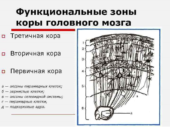 Функциональные зоны коры головного мозга o Третичная кора o Вторичная кора o Первичная кора