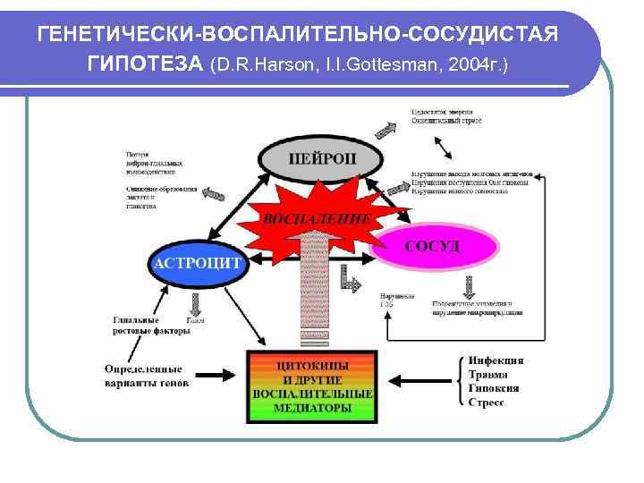 ГЕНЕТИЧЕСКИ-ВОСПАЛИТЕЛЬНО-СОСУДИСТАЯ ГИПОТЕЗА (D. R. Harson, I. I. Gottesman, 2004 г. ) 