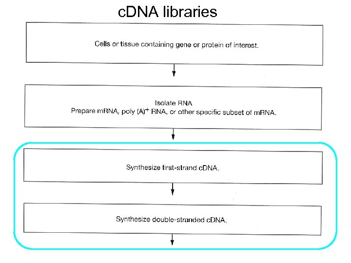 c. DNA libraries 