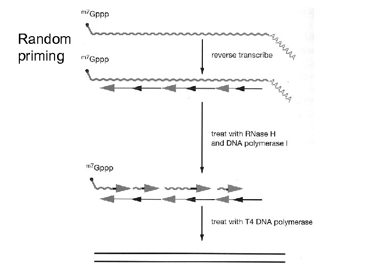 Random priming 