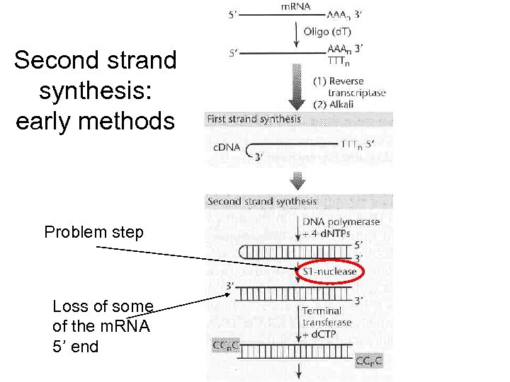 Second strand synthesis: early methods Problem step Loss of some of the m. RNA