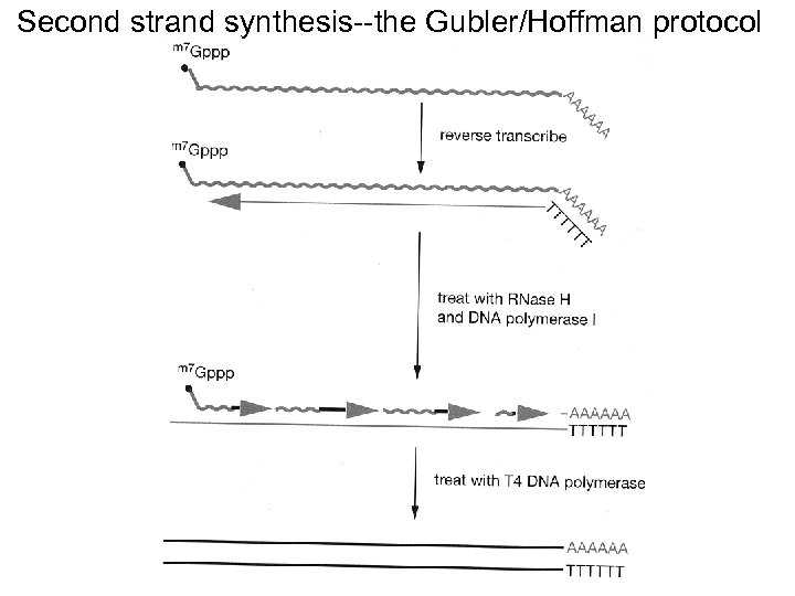 Second strand synthesis--the Gubler/Hoffman protocol 