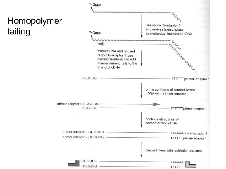 Homopolymer tailing 