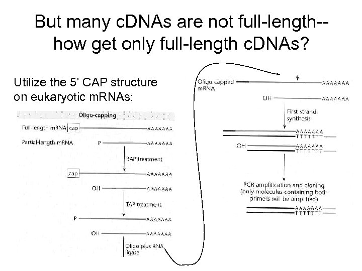 But many c. DNAs are not full-length-how get only full-length c. DNAs? Utilize the